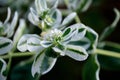 Snow On The Mountain Flower Closeup Euphorbia Marginata
